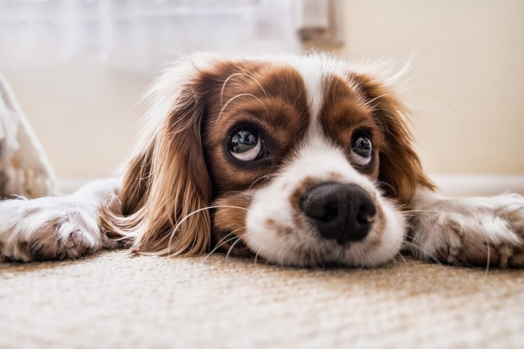 Cachorros cuidados y consejos