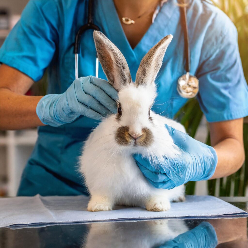 Conejo con veterinario