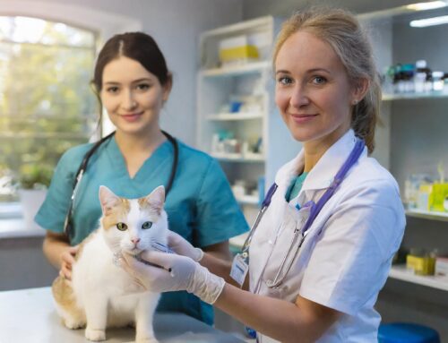 Guía para Elegir al Mejor Médico Veterinario para tu Mascota