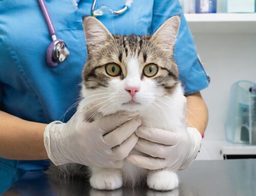 Atención a los Síntomas y Enfermedades más comunes en Gatos