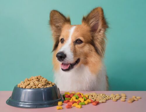 Los Mejores Consejos de Alimentación para tus Mascotas