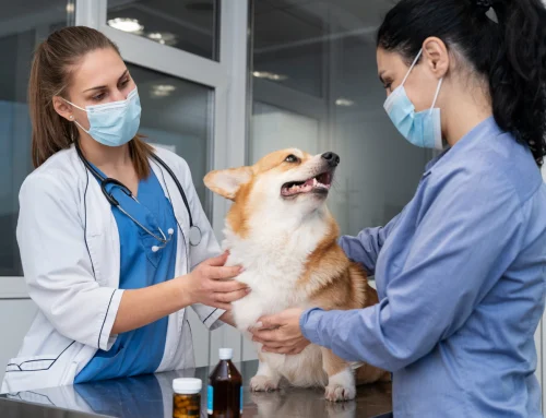 La salud de las mascotas gana terreno en Uruguay: crecen los planes veterinarios, la atención a domicilio y la telemedicina