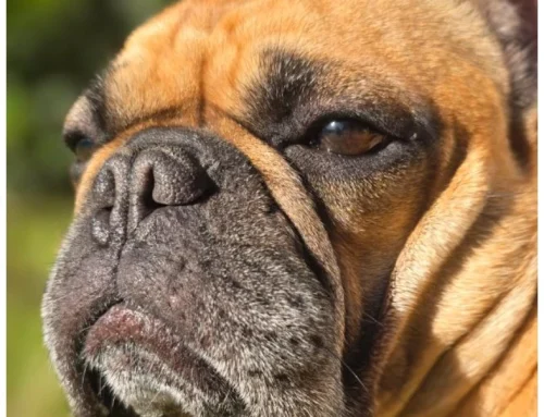 Vetpass: ¿Y si tu próximo beneficio laboral también cuidara a tu mascota?